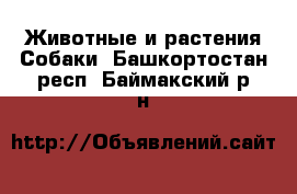 Животные и растения Собаки. Башкортостан респ.,Баймакский р-н